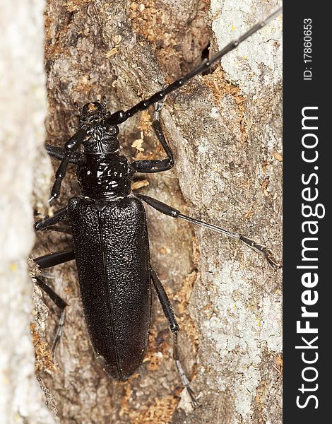 Great capricorn beetle (Cerambyx cerdo) Macro photo.