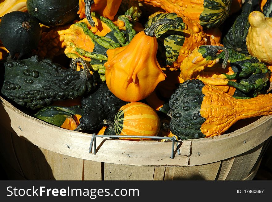 Fall Basket Of Gourds