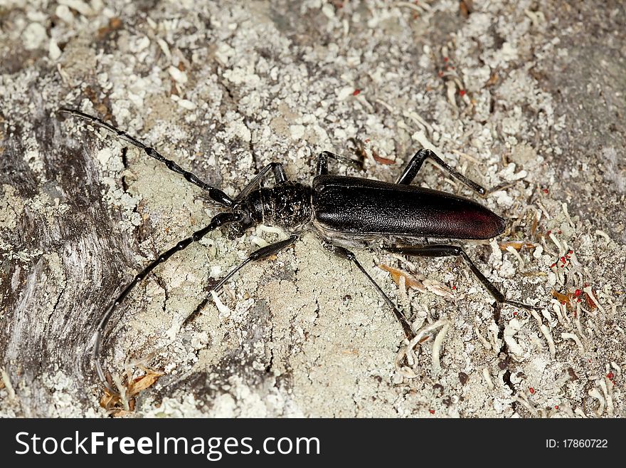 Great capricorn beetle (Cerambyx cerdo) Macro photo.