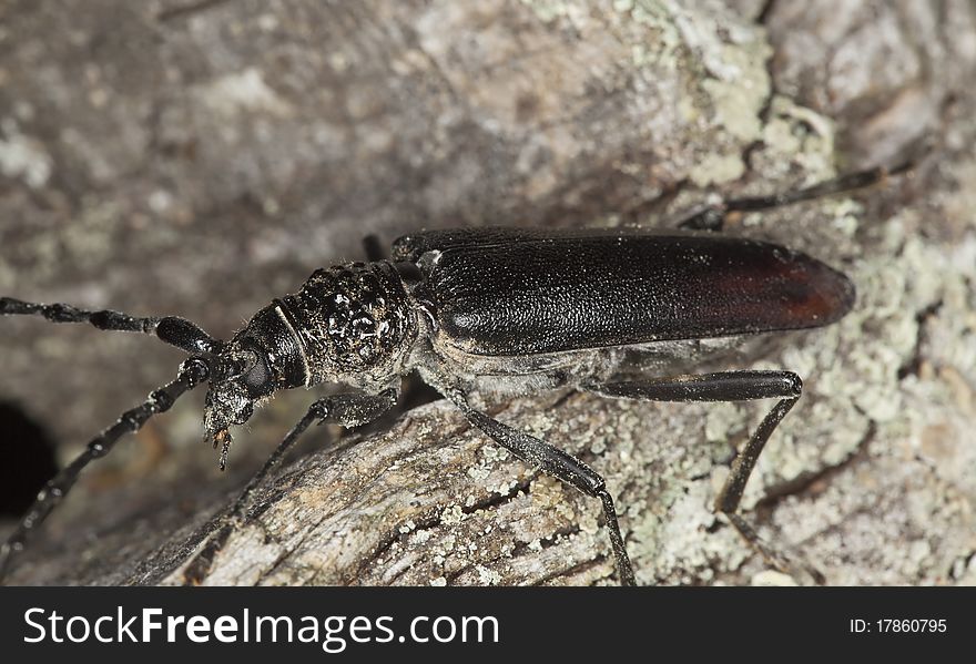 Great capricorn beetle (Cerambyx cerdo) Macro photo.