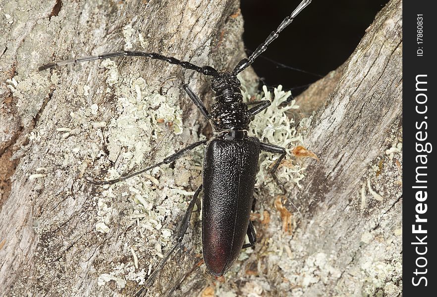 Great capricorn beetle (Cerambyx cerdo) Macro photo.