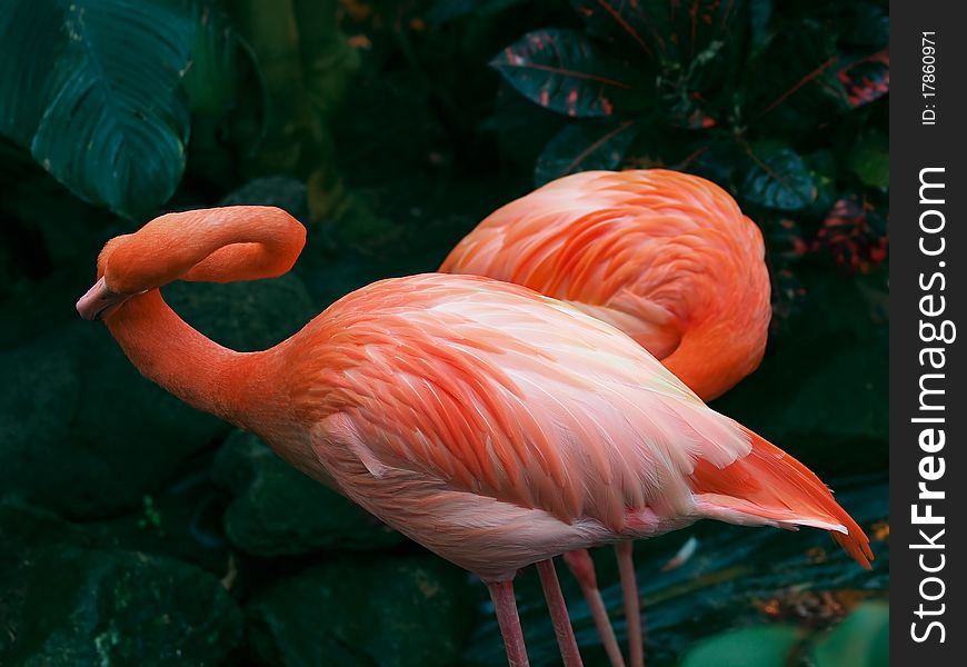 Two flamingos against a dark-green foliage. Two flamingos against a dark-green foliage