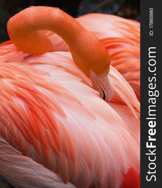 Close-up of flamingo cleaning his feathers. Close-up of flamingo cleaning his feathers