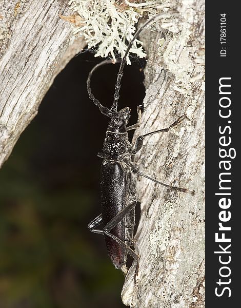 Great capricorn beetle (Cerambyx cerdo) Macro photo.