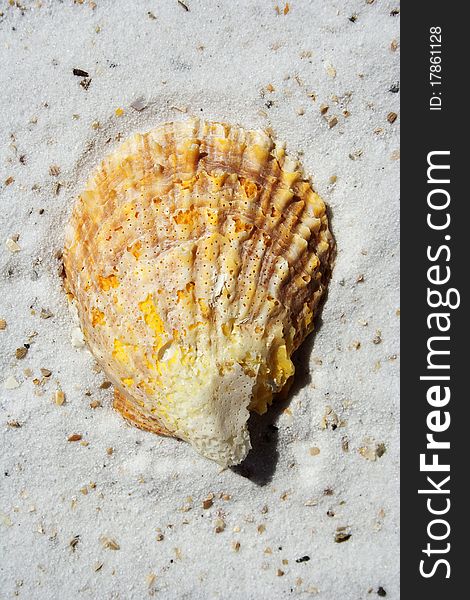 Sea shells scraped together on the beach. Sea shells scraped together on the beach