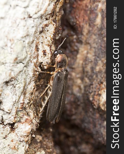 Male Common Glow-worm (Lampyris Noctiluca)