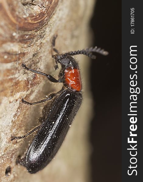 Tillus elongatus laying egg, extreme close up with high magnification