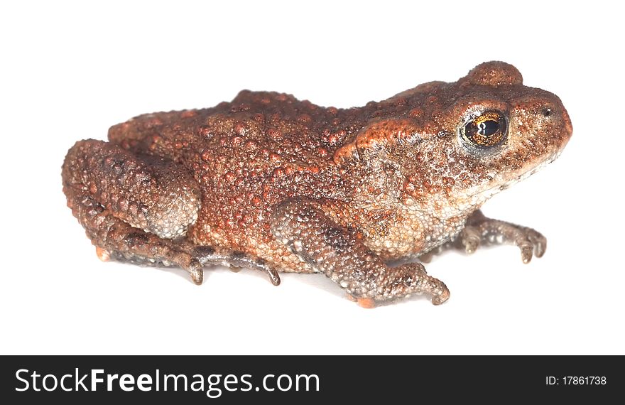 Baby Common toad (Bufo bufo) isolated on white background.