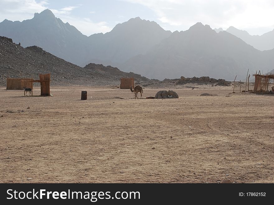 Camel in desert, sand, stones and sky