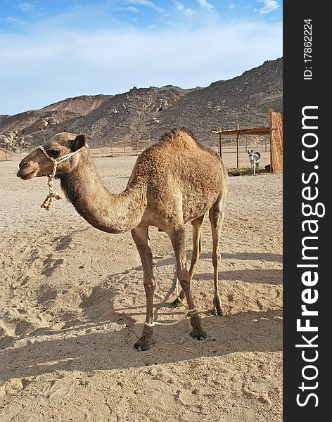 Camel in desert with sand and distant mountains