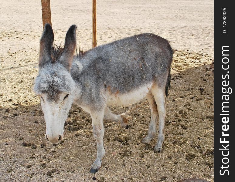 One gray donkey in desert and sand