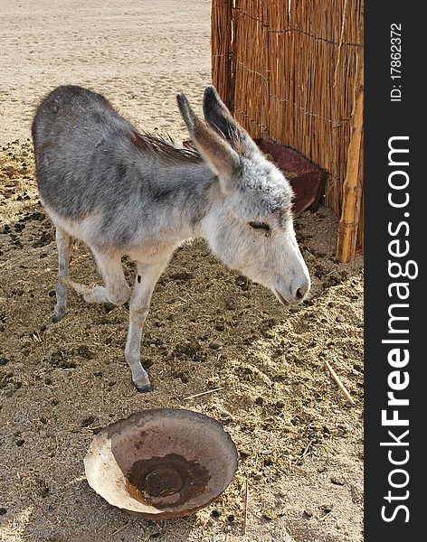 One gray donkey in desert and sand