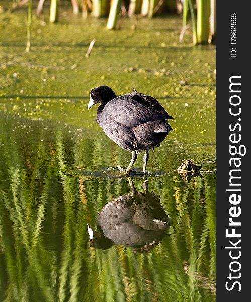 Coots are common in ponds and lakes and feed by diving for aquatic plants. Coots are common in ponds and lakes and feed by diving for aquatic plants.