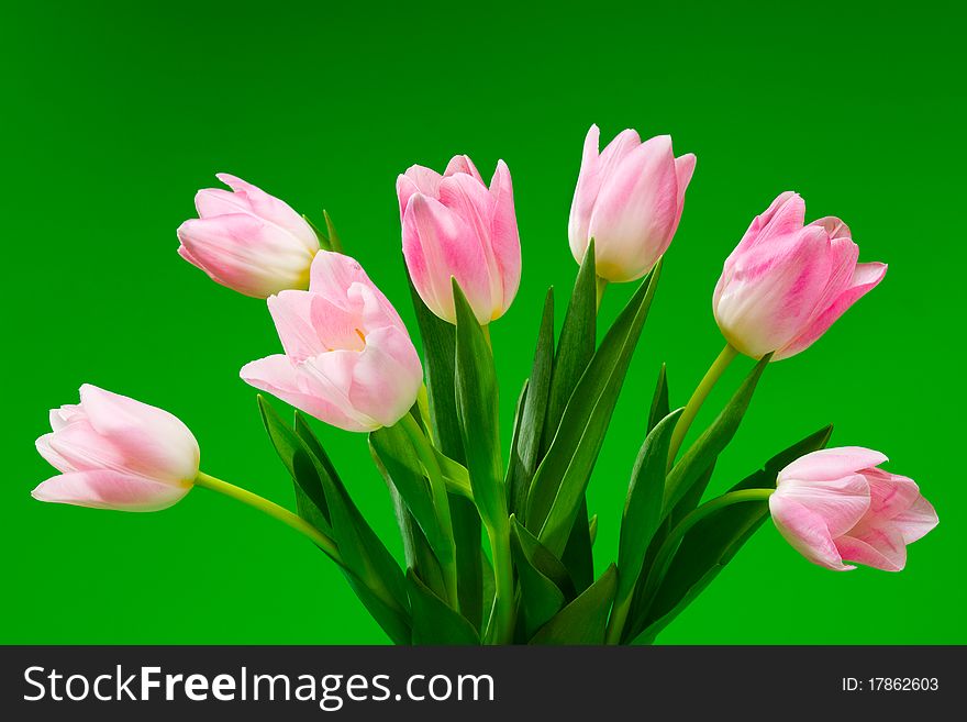 Bouquet of seven pink tulips on green background. Bouquet of seven pink tulips on green background