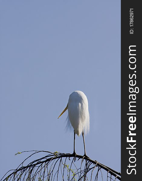 Egret bird standing on an elevated branch facing away. Egret bird standing on an elevated branch facing away.