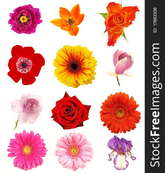 COllection of colored flowers blossoms on white background