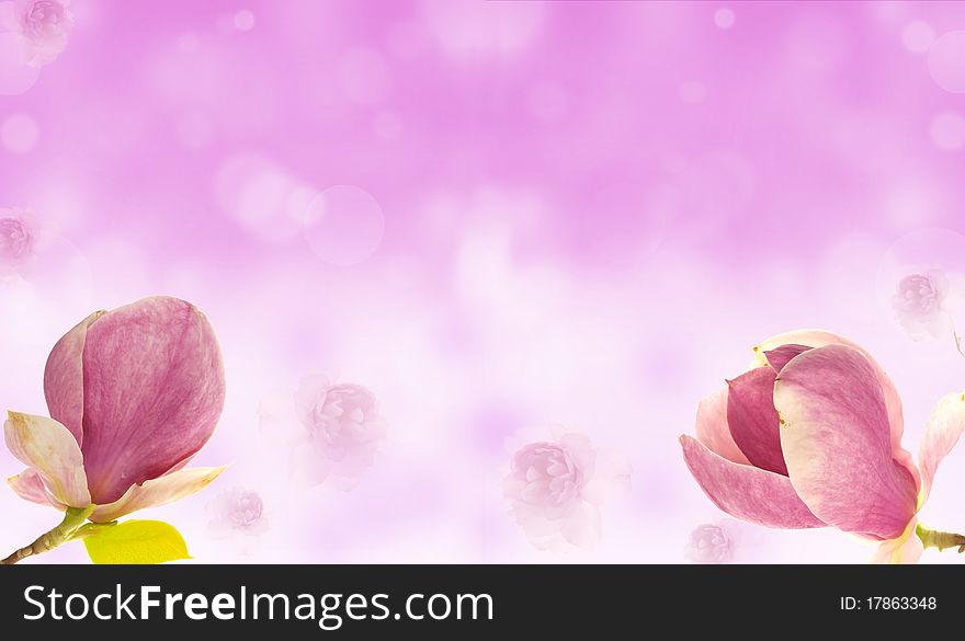 Colored pink magnolia on shiny blur background