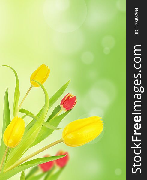 Colored tulips on shiny blur background