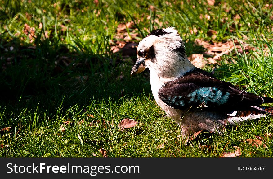 A kookaburra bird looking for food on the grass.