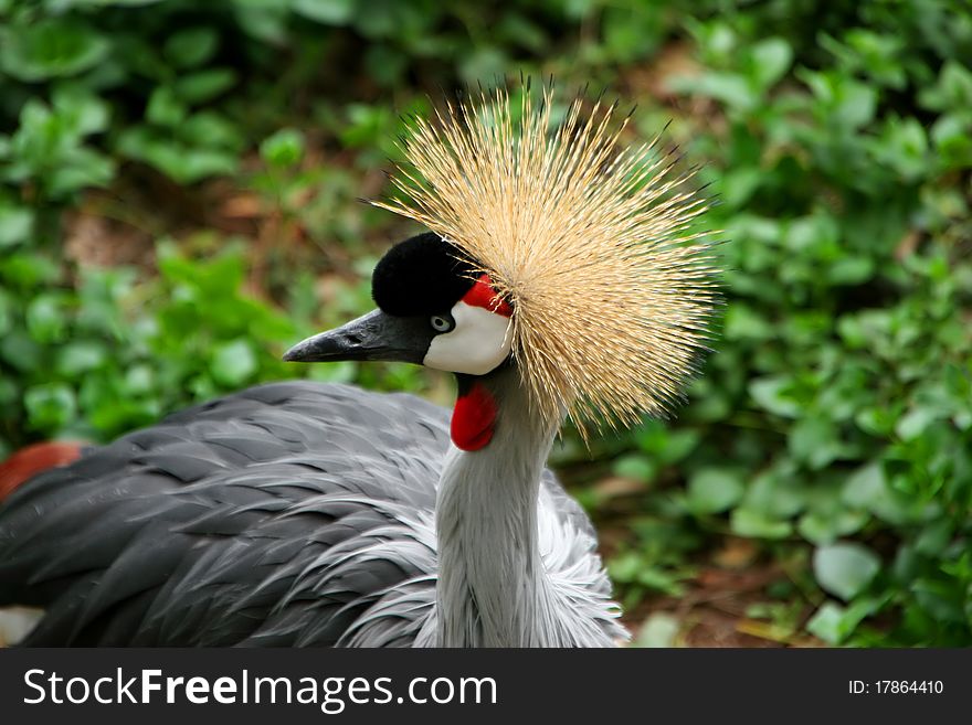 African Grey Crowned Crane yellow head feathers. African Grey Crowned Crane yellow head feathers