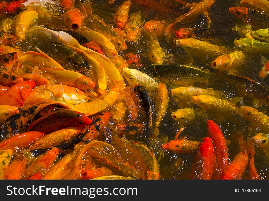 The view of Koi (fish) feeding frenzy in pond