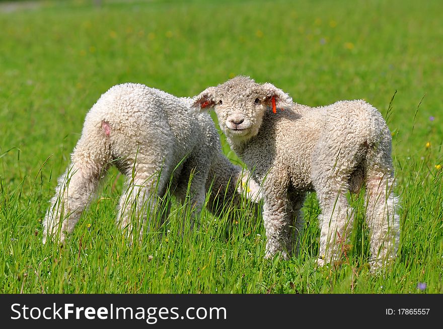 Cute Lambs