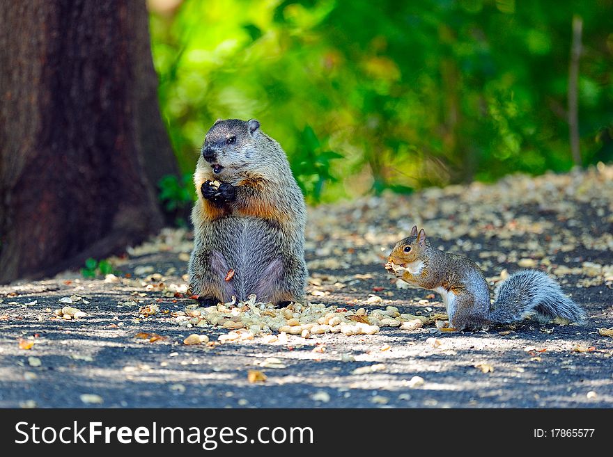 Groundhog & Squirrel Have Lunch