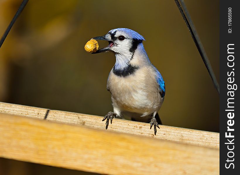 Blue Jay