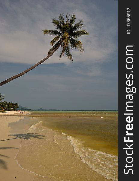 Samui beach coconut palm tree. Samui beach coconut palm tree