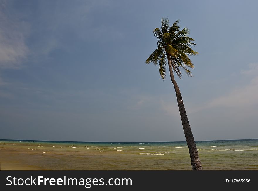 Samui beach coconut palm tree. Samui beach coconut palm tree