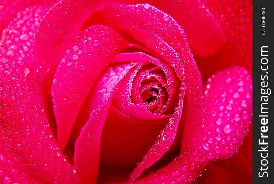 Close up of rose and water drops. Close up of rose and water drops