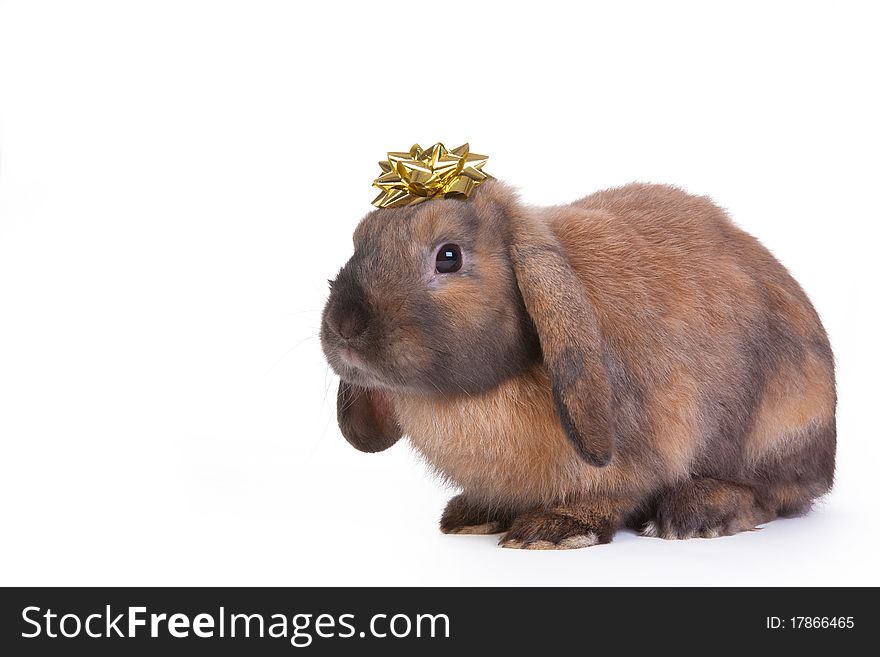 Brown lop eared dwarf rabbit with gold star decoration, isolated on white