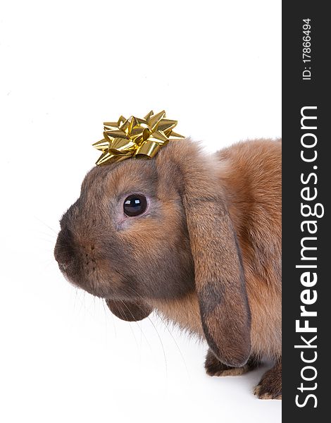 Brown lop eared dwarf rabbit with gold star decoration, isolated on white