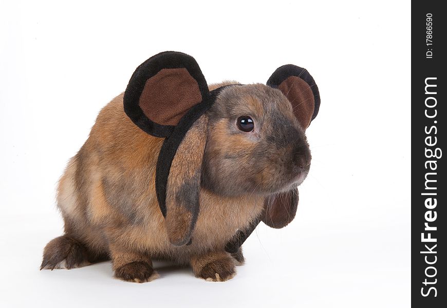 Brown lop eared dwarf rabbit wearing mouse ears headband, isolated