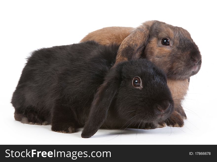 Brown And Black Lop Eared Rabbits