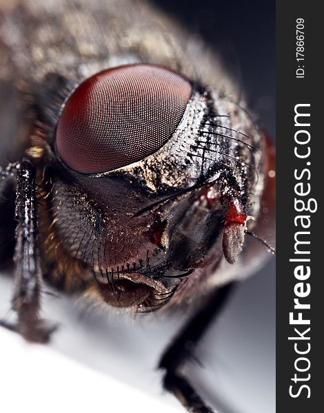Housefly, close-up of eyes