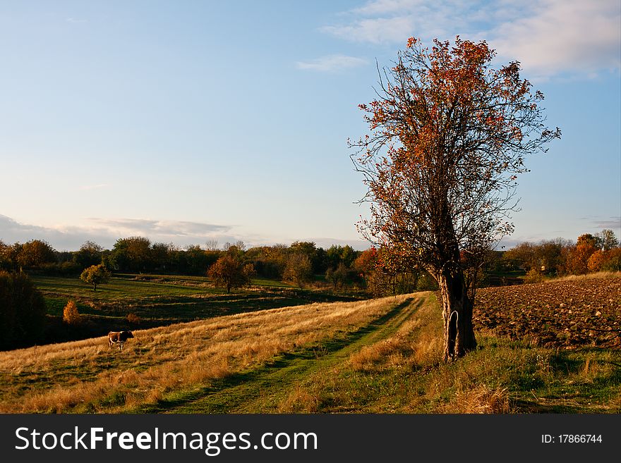 Ukrainian Countryside Landscape, Vibrant Colors of autumn