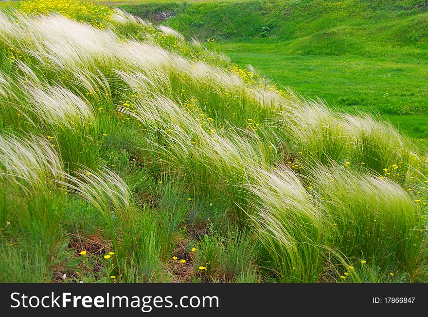 Meadow. Grows a lot of grass. Meadow. Grows a lot of grass