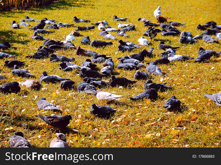 Pigeons are on grass. Autumn. A lot of yellow leaves. Pigeons are on grass. Autumn. A lot of yellow leaves