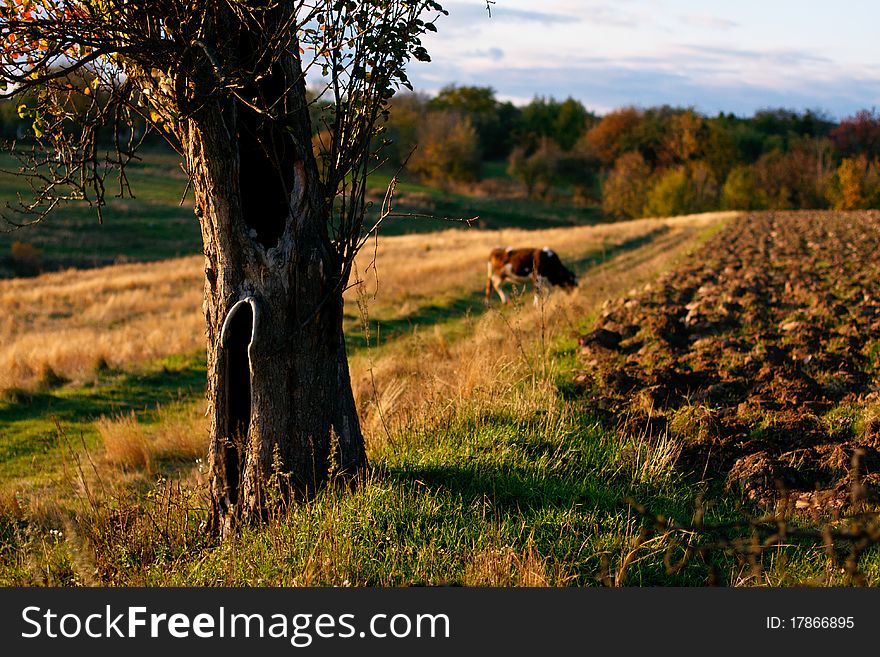 Ukrainian Countryside Landscape, Colors of autumn