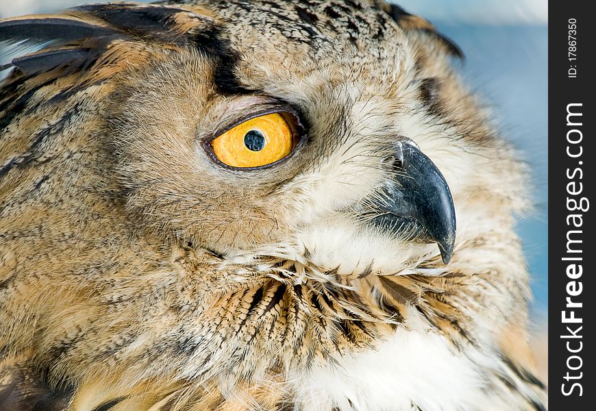 An owl at close up range