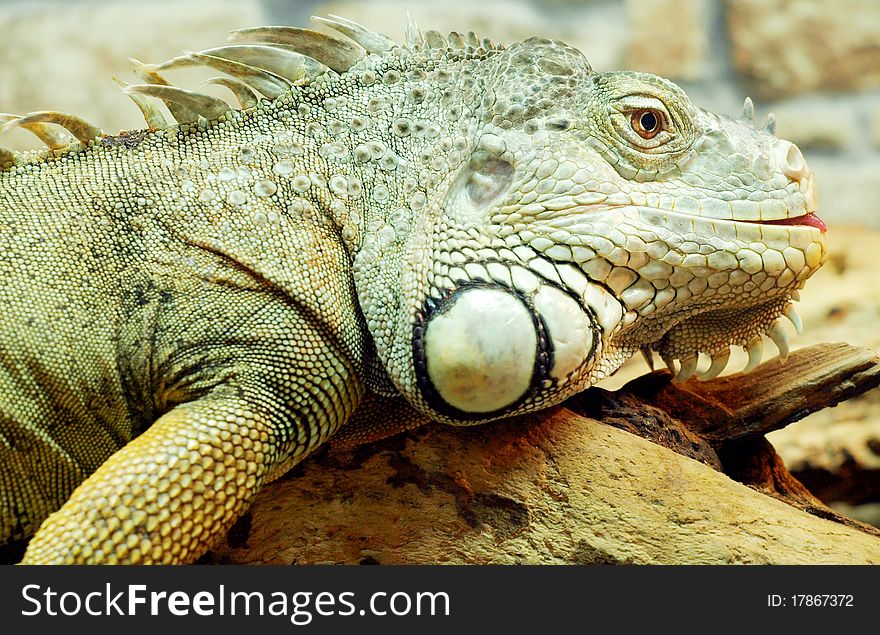 Iguana shot at close up range. Iguana shot at close up range