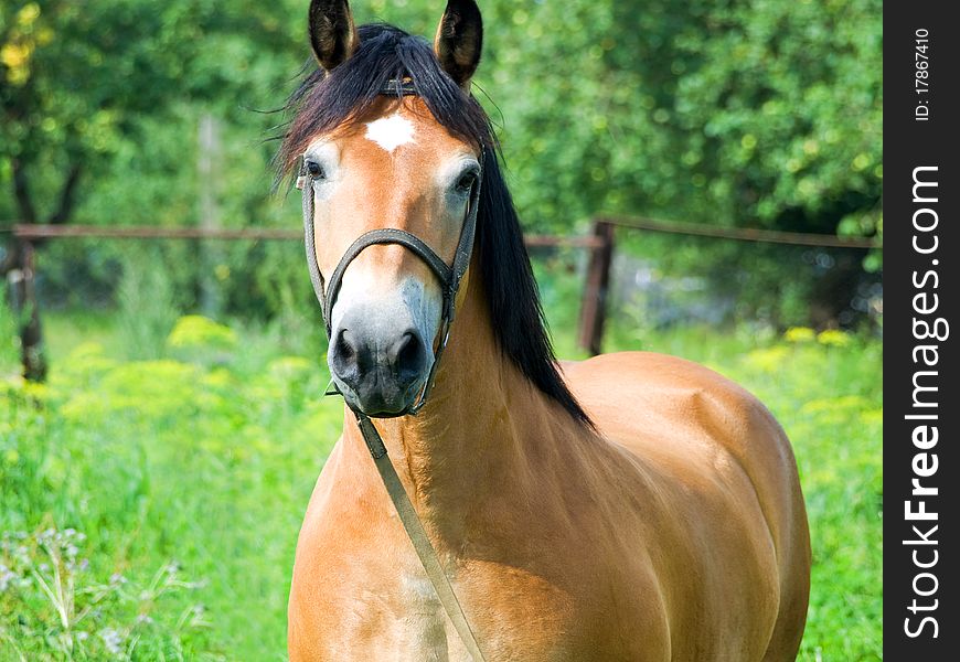 Brown horse grazing on pasture