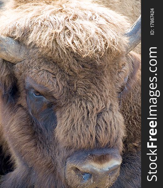 A huge bison at close up range