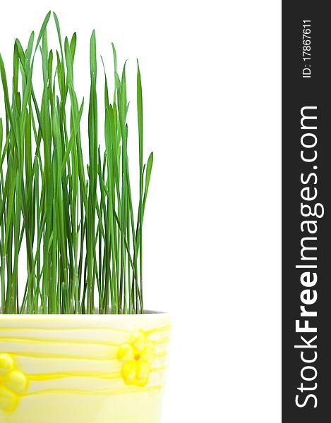 Green grass in yellow flowerpot