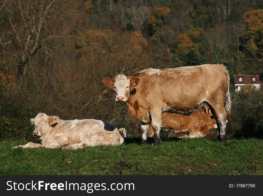 A mother cow and her calf relax in the autumn sunshine. A mother cow and her calf relax in the autumn sunshine.
