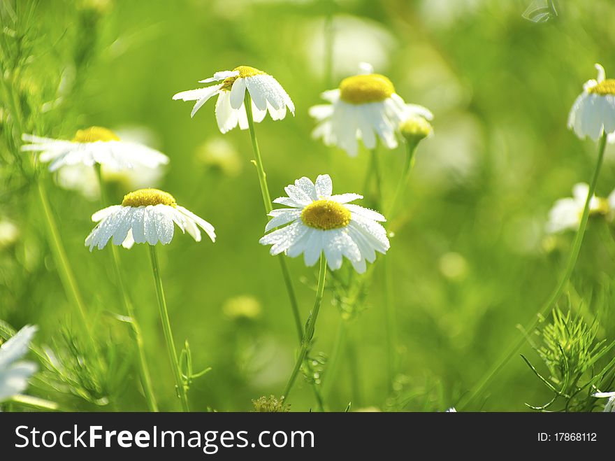 Camomile flowers on a field