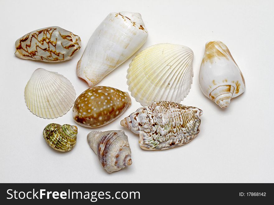 Selection of various sea shells