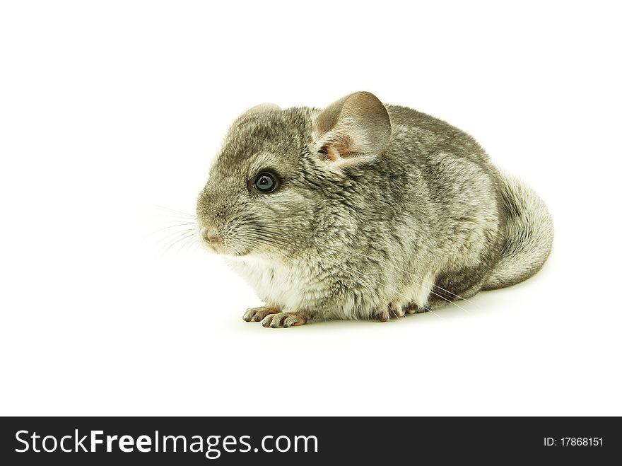 Gray chinchilla on white