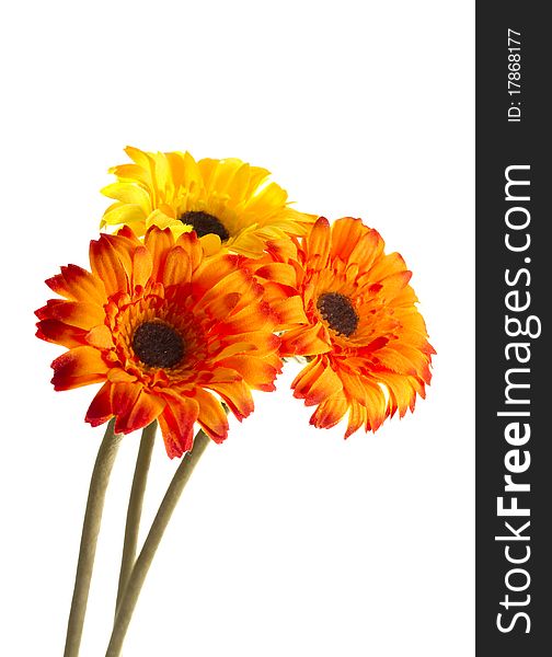 Three bright artificial flowers on white background. Three bright artificial flowers on white background